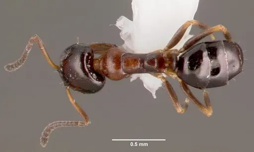 Ochetellus glaber specimen CASENT0003317 image casent0003317_1