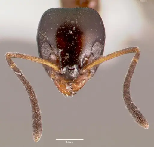 Ochetellus glaber specimen CASENT0003317 image casent0003317_2