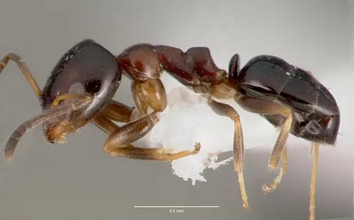 Ochetellus glaber specimen CASENT0003317 image casent0003317_3