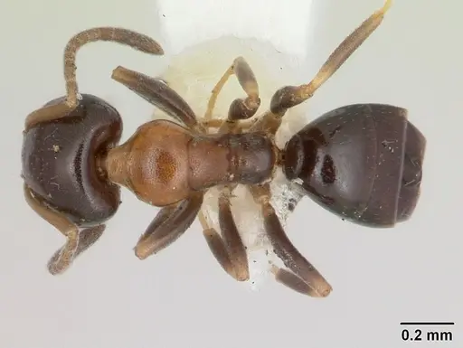 Ochetellus glaber specimen CASENT0005175 image casent0005175_1