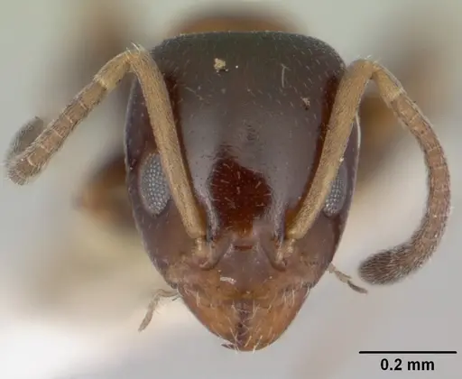 Ochetellus glaber specimen CASENT0005175 image casent0005175_2