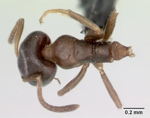 Ochetellus glaber specimen CASENT0009952 image casent0009952_1