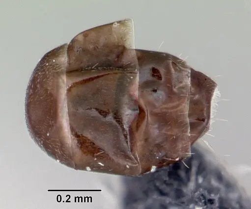 Ochetellus glaber specimen CASENT0009952 image casent0009952_2