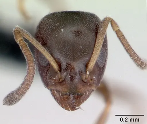Ochetellus glaber specimen CASENT0009952 image casent0009952_3