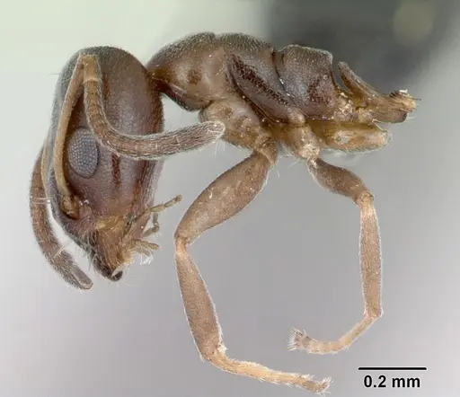 Ochetellus glaber specimen CASENT0009952 image casent0009952_4