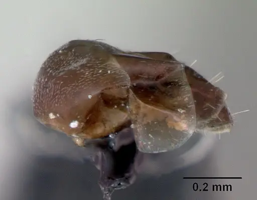 Ochetellus glaber specimen CASENT0009952 image casent0009952_5