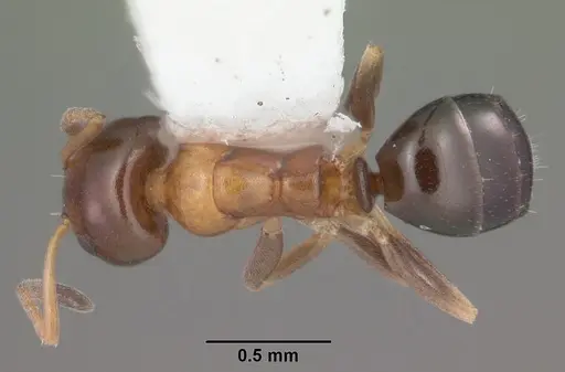 Ochetellus glaber specimen CASENT0104159 image casent0104159_1