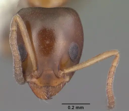 Ochetellus glaber specimen CASENT0104159 image casent0104159_2