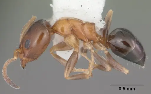 Ochetellus glaber specimen CASENT0104159 image casent0104159_3