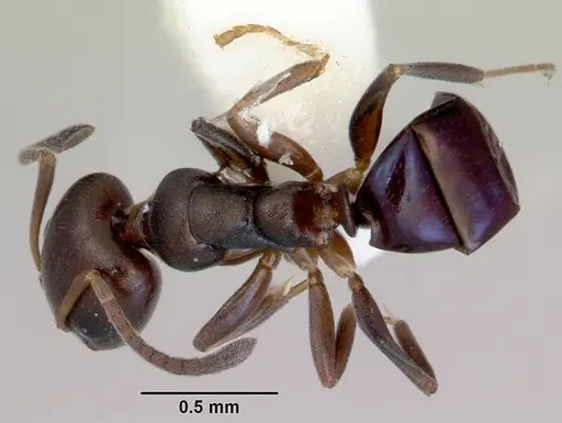 Ochetellus glaber specimen CASENT0172342 image casent0172342_1