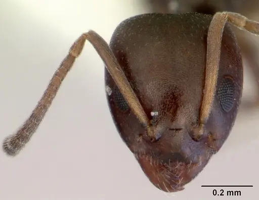 Ochetellus glaber specimen CASENT0172342 image casent0172342_2