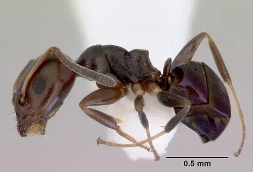 Ochetellus glaber specimen CASENT0172342 image casent0172342_3