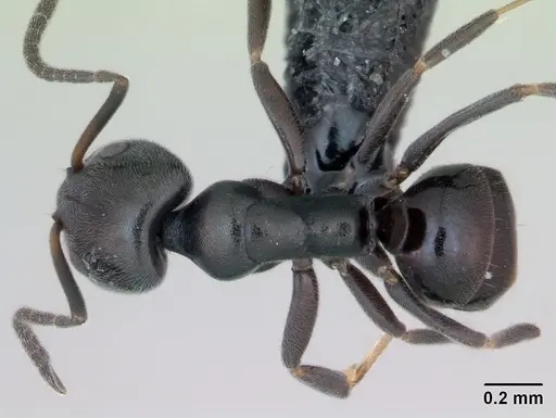 Ochetellus glaber specimen CASENT0173321 image casent0173321_1