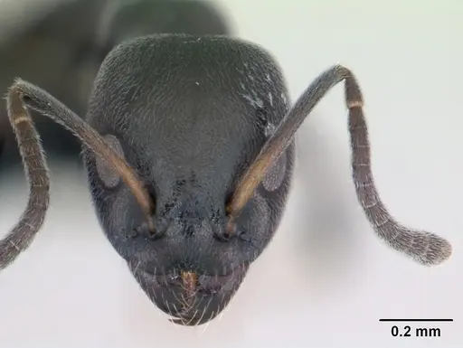 Ochetellus glaber specimen CASENT0173321 image casent0173321_2
