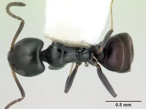 Ochetellus glaber specimen CASENT0178874 image casent0178874_1