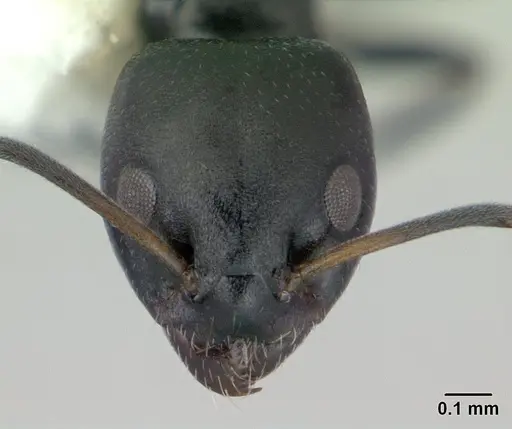 Ochetellus glaber specimen CASENT0178874 image casent0178874_2