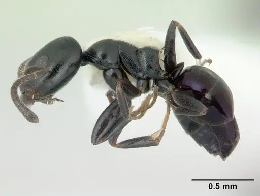 Ochetellus glaber specimen CASENT0178874 image casent0178874_3