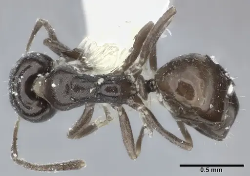 Ochetellus glaber specimen CASENT0246583 image casent0246583_1