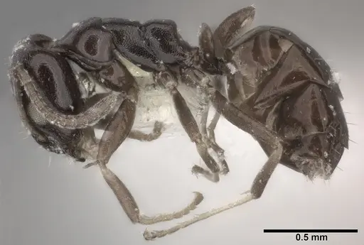 Ochetellus glaber specimen CASENT0246583 image casent0246583_3