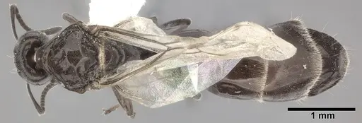 Ochetellus glaber specimen CASENT0246584 image casent0246584_1
