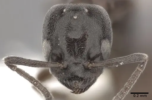 Ochetellus glaber specimen CASENT0246584 image casent0246584_2