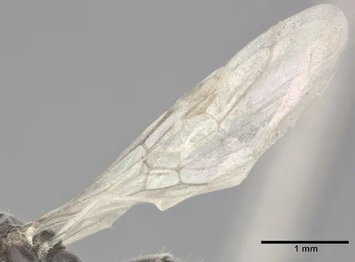 Ochetellus glaber specimen CASENT0246584 image casent0246584_4