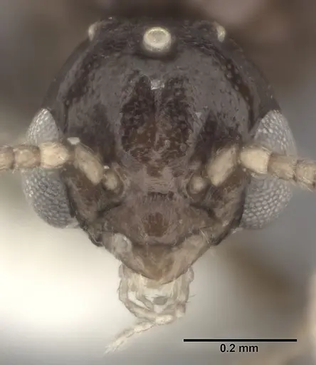 Ochetellus glaber specimen CASENT0246585 image casent0246585_2