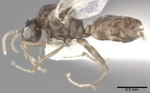 Ochetellus glaber specimen CASENT0246585 image casent0246585_3