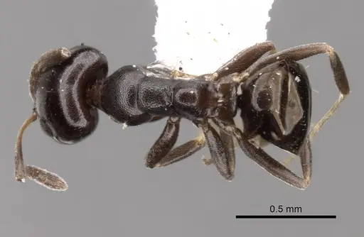Ochetellus glaber specimen CASENT0249751 image casent0249751_1