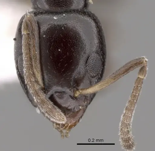 Ochetellus glaber specimen CASENT0249751 image casent0249751_2