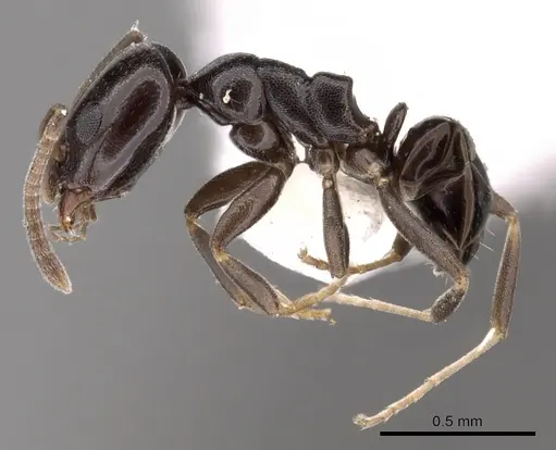 Ochetellus glaber specimen CASENT0249751 image casent0249751_3