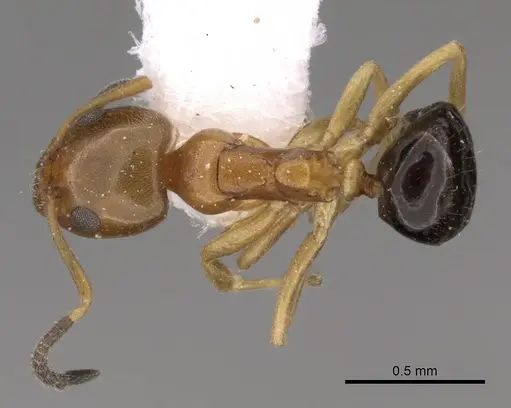 Ochetellus glaber specimen CASENT0249752 image casent0249752_1