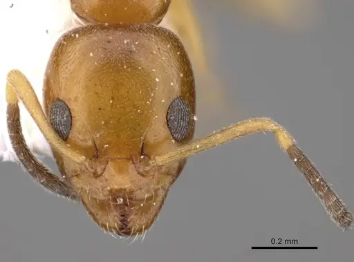 Ochetellus glaber specimen CASENT0249752 image casent0249752_2