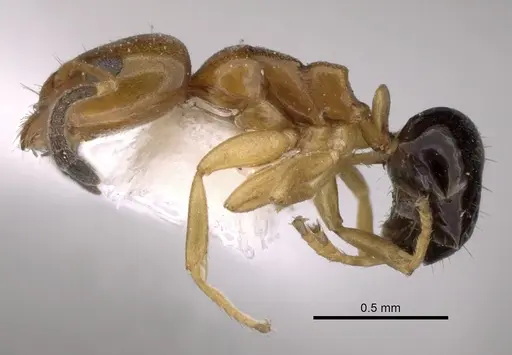 Ochetellus glaber specimen CASENT0249752 image casent0249752_3