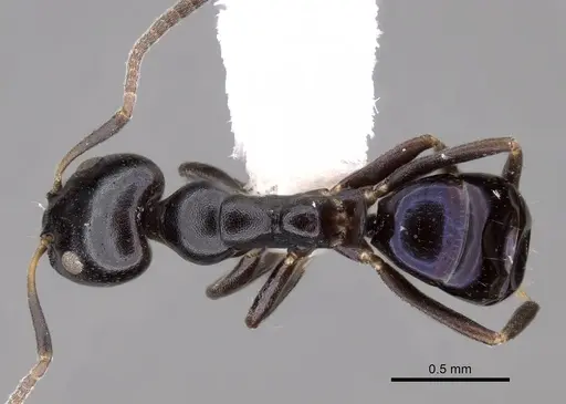 Ochetellus glaber specimen CASENT0249753 image casent0249753_1