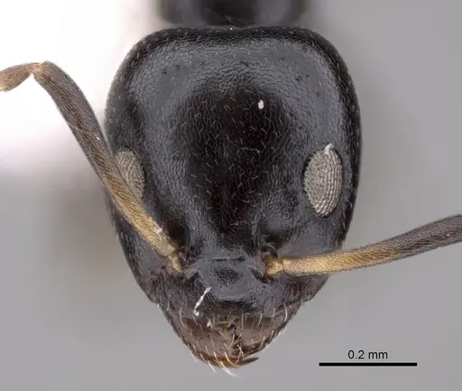 Ochetellus glaber specimen CASENT0249753 image casent0249753_2