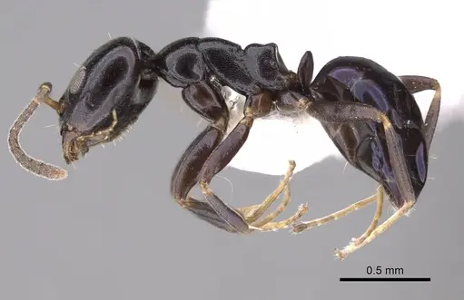 Ochetellus glaber specimen CASENT0249753 image casent0249753_3