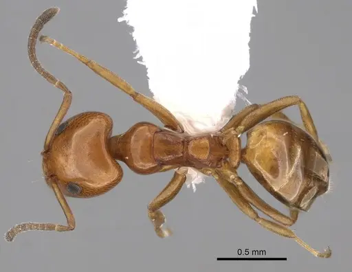 Ochetellus glaber specimen CASENT0249754 image casent0249754_1