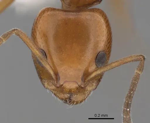 Ochetellus glaber specimen CASENT0249754 image casent0249754_2