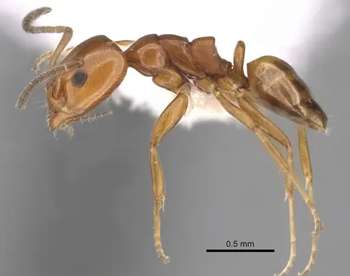 Ochetellus glaber specimen CASENT0249754 image casent0249754_3