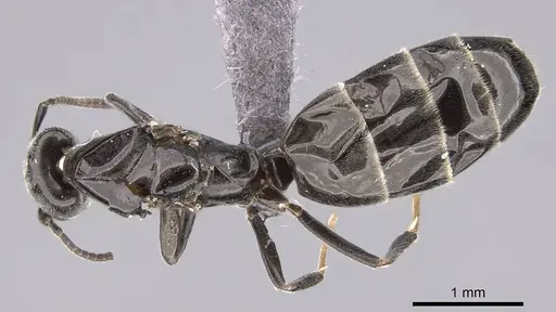 Ochetellus glaber specimen CASENT0264734 image casent0264734_1