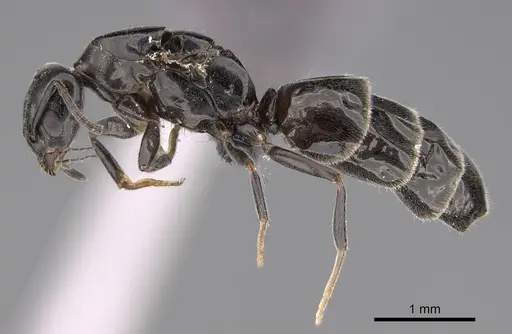 Ochetellus glaber specimen CASENT0264734 image casent0264734_3