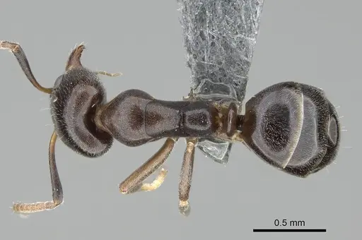 Ochetellus glaber specimen CASENT0275747 image casent0275747_1