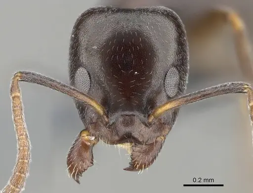 Ochetellus glaber specimen CASENT0275747 image casent0275747_2