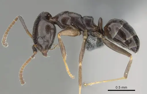 Ochetellus glaber specimen CASENT0275747 image casent0275747_3