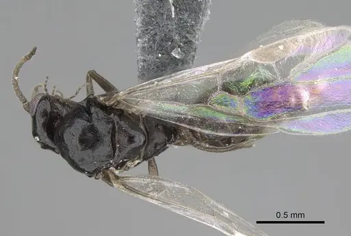 Ochetellus glaber specimen CASENT0785896 image casent0785896_1