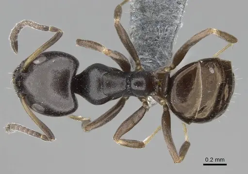 Ochetellus glaber specimen CASENT0785956 image casent0785956_1
