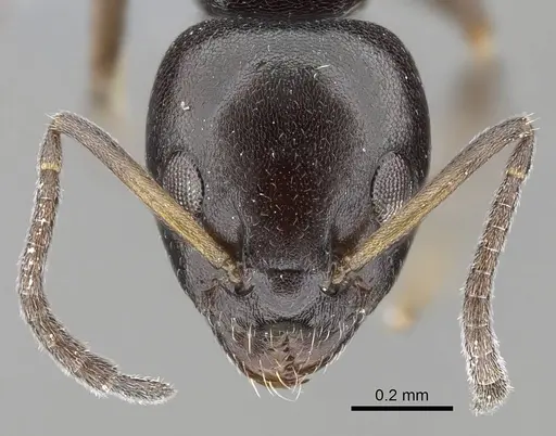Ochetellus glaber specimen CASENT0785956 image casent0785956_2