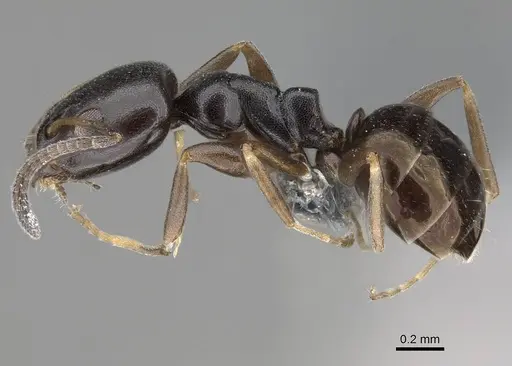 Ochetellus glaber specimen CASENT0785956 image casent0785956_3