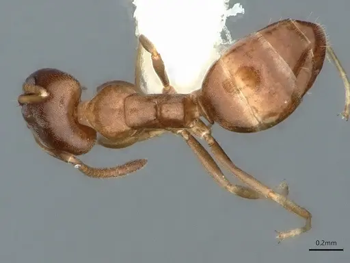 Ochetellus glaber specimen CASENT0886009 image casent0886009_1